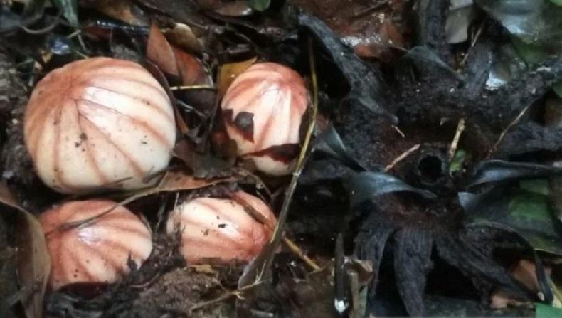 Bunga Langka Rhizanthes Ditemukan di Kawasan Danau Maninjau