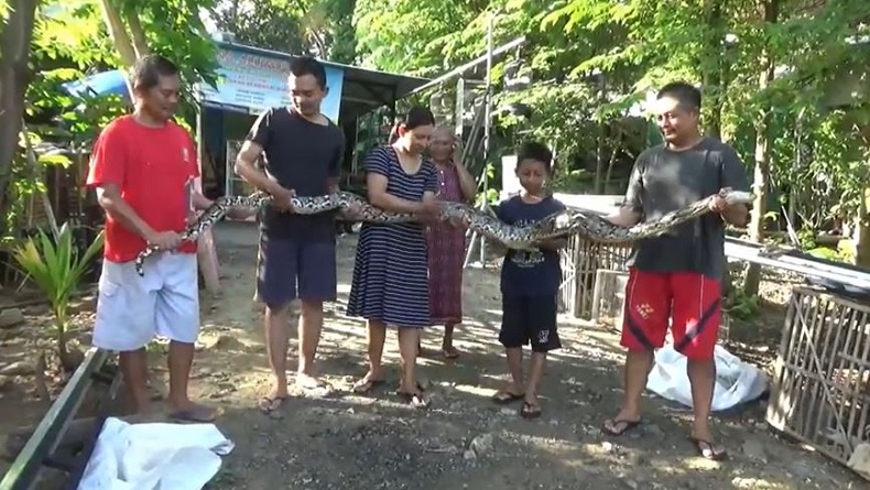 Warga Kulonprogo Tangkap Ular Sanca Besar Akan Makan Ternak