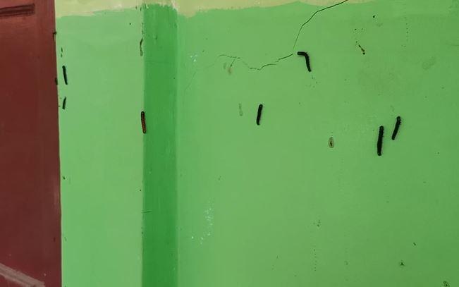 Ulat Bulu Teror Sekolah di Sindanglaut Cirebon