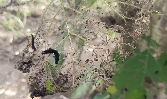 Teror Ulat Bulu Serang Permukiman Warga di Desa Tanjung Anom Cirebon