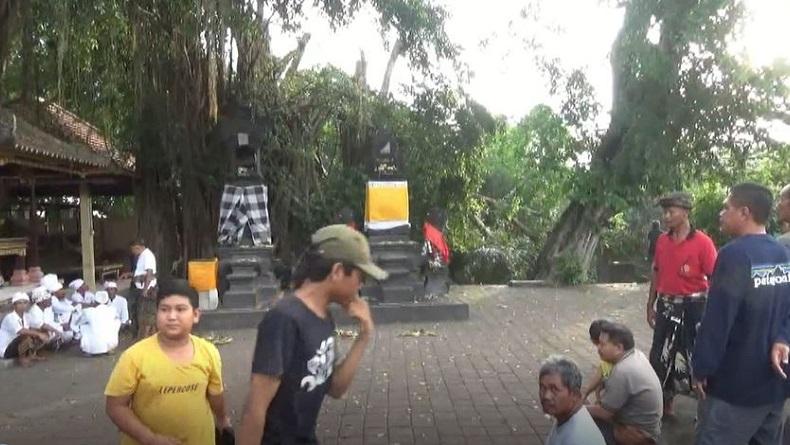Pohon Beringin Keramat di Badung Bali Tumbang akibat Angin Kencang