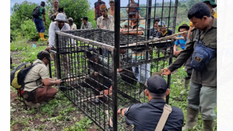 Diancam Plt Bupati Muara Enim Tangkap Harimau, Kepala BKSDA: Kami No Comment