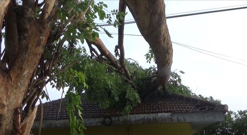 Angin Puting Beliung Landa Jombang, Puskesmas Rusak Tertimpa Pohon Tumbang