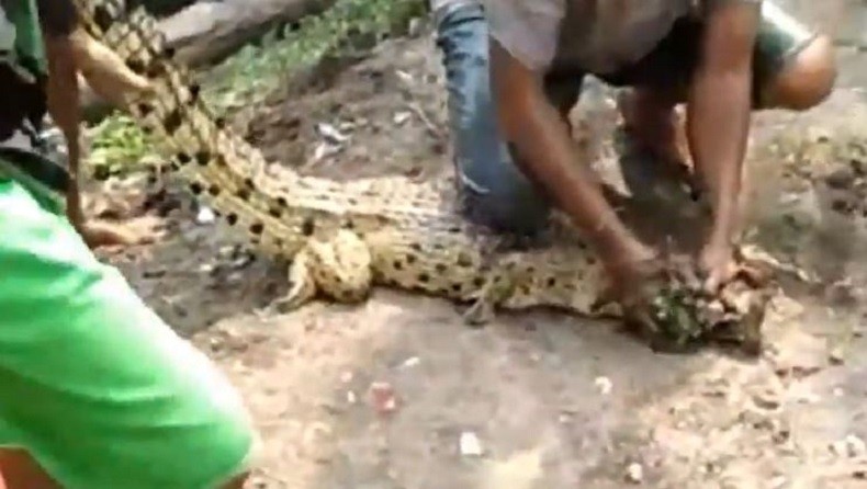 Buaya Muara Tiba-Tiba Muncul di Sungai, Warga Sidoarjo Tangkap Beramai-Ramai