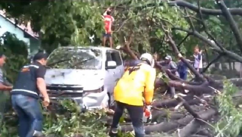 Diterpa Angin Puting Beliung, 2 Pohon di Sidoarjo Tumbang Bersamaan dan Menimpa Mobil