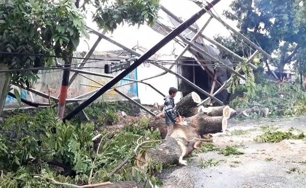 Angin Puting Beliung di Cianjur, Lima Pohon Tumbang