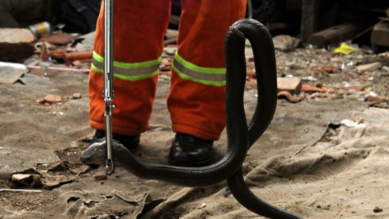 Banyak Ular Kobra Masuk Kampung Warga, Begini Penjelasan Ahli Reptil ITB