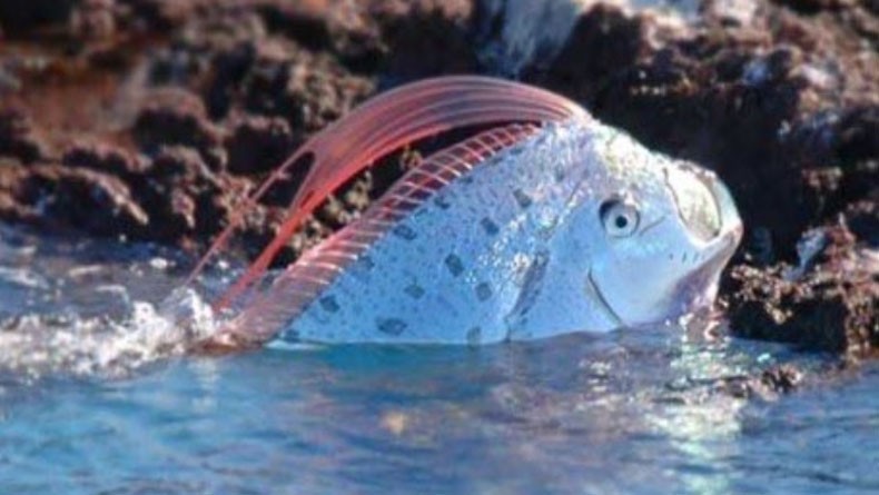 Penjelasan BMKG tentang Kemunculan Oarfish Dikaitkan ...