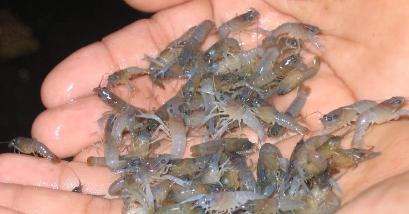 Penyelundupan Benih Lobster Senilai Rp23 Miliar Berhasil Digagalkan Polsek Muara Sabak Timur Jambi