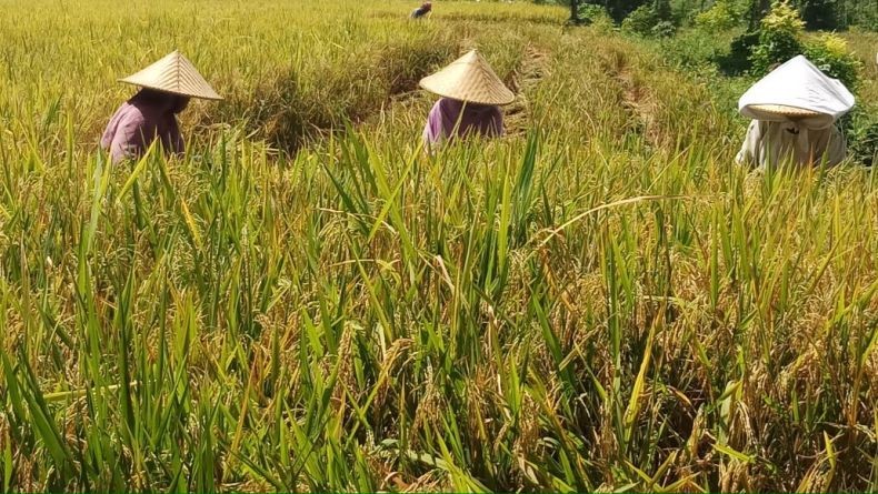 Pemda DIY Sasar Milenial untuk Tingkatkan Produksi Pertanian