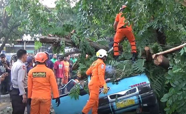 Pohon Roboh Tumbang Angkot di Makassar, Sopir dan Penumpang Selamat