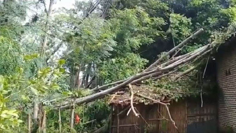 Puting Beliung Landa 5 Kecamatan di Probolinggo, Puluhan Pohon Tumbang dan 47 Rumah Rusak