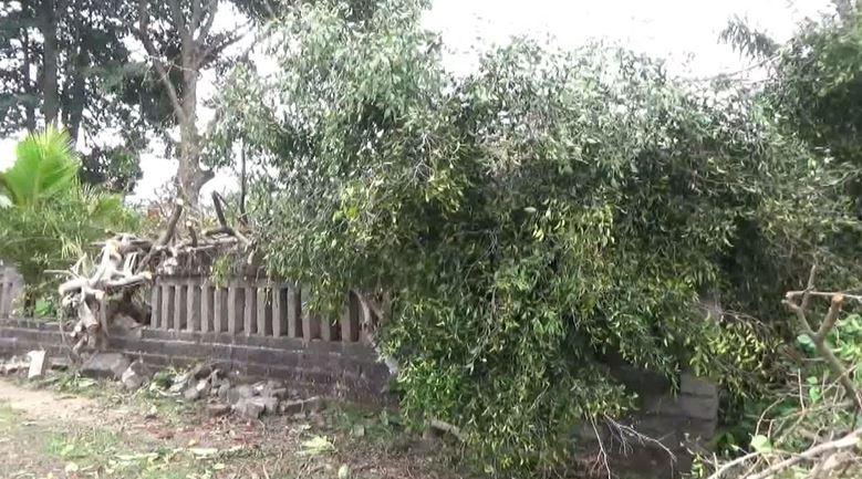 Pohon Keramat di Denpasar Tumbang Diterpa Angin Kencang, Bale Pesandekan Rusak