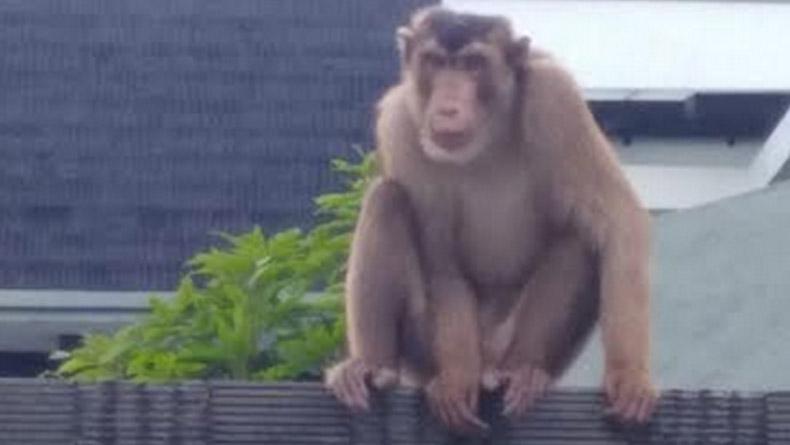 Teror Serangan Monyet Liar Resahkan Warga Kota Medan