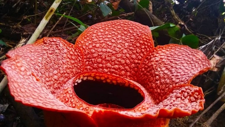 Cantik 5 Bunga  Langka  Rafflesia  Arnoldii Mekar di Hutan 