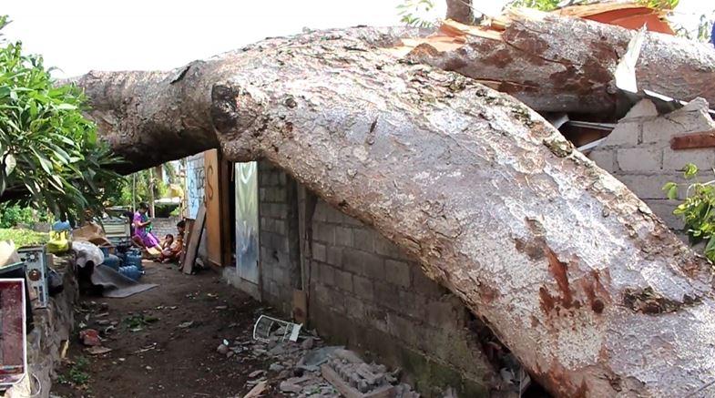 Pohon Berusia Ratusan Tahun di Denpasar Ambruk Timpa Rumah Warga, 6 Orang Terluka