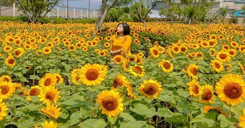 Ide Liburan Di Bandung Ada Bunga Matahari Mekar Di Sky Garden