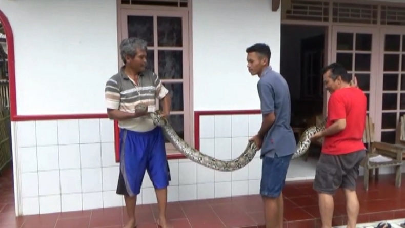 Ular Piton 5 Meter Ditangkap Warga Gunungkidul saat Hendak Mangsa Ayam