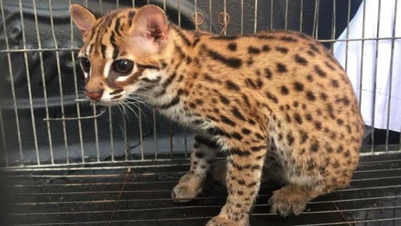 Warga Labura Sukarela Serahkan Kucing Kuwuk ke BBKSDA Sumut
