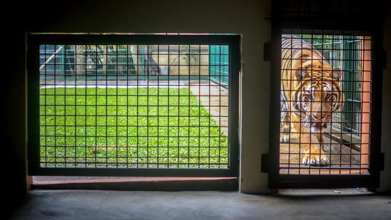 Harimau di Muara Enim Tertangkap, BKSDA: Kami Pasang Kambing sebagai Umpan