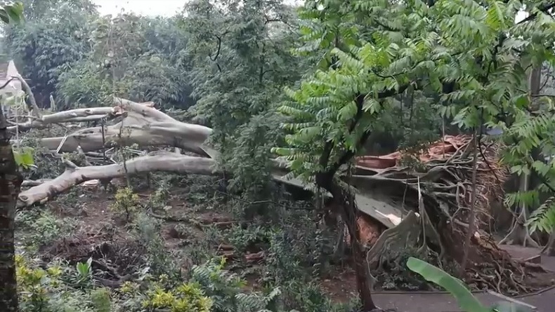 Pohon Ratusan Tahun di Boyolali Timpa Rumah dan Warung