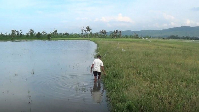 Target Produksi Padi di Sumsel Turun karena Luas Lahan Sawah Menyusut