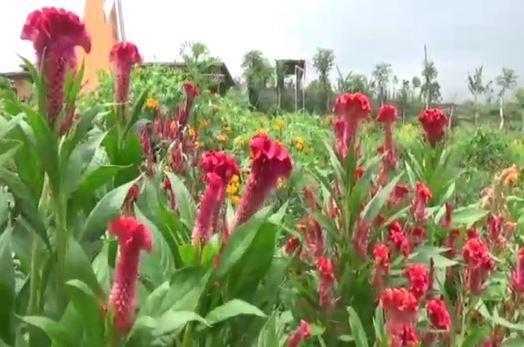 Alternatif Wisata Baru di Kuningan: Taman Bunga di Kaki Gunung Ceremai