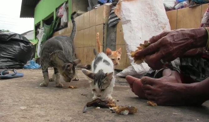 Nenek Buyut Dengan Bayi Dan Kucing Di Rumah Foto Stok - Unduh - kucing