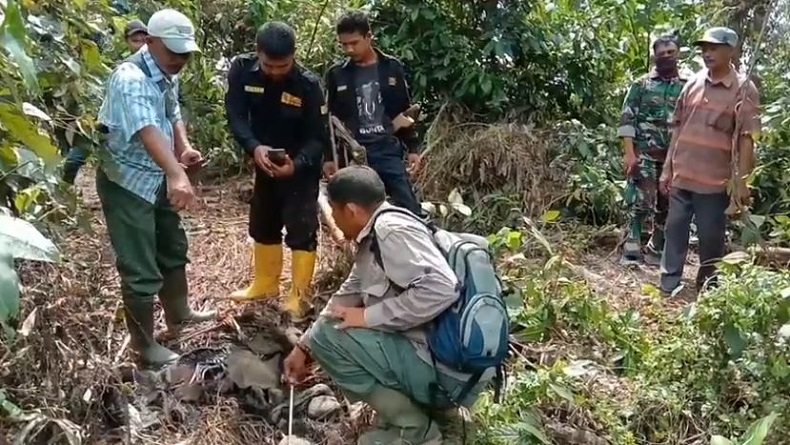 Bayi Gajah Sumatera Ditemukan Mati dan Tinggal Tulang Belulang di Kebun Warga Aceh Utara