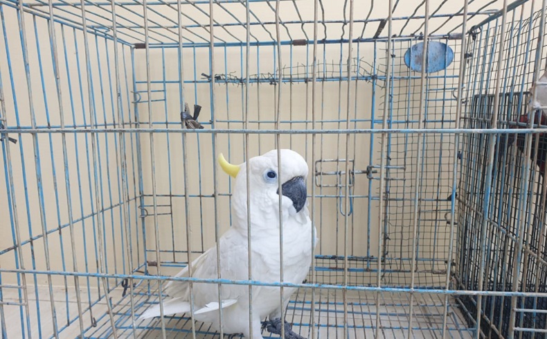 Polda Sumut Tangkap 3 Pelaku Jual Satwa Dilindungi, Oknum Polisi Terlibat