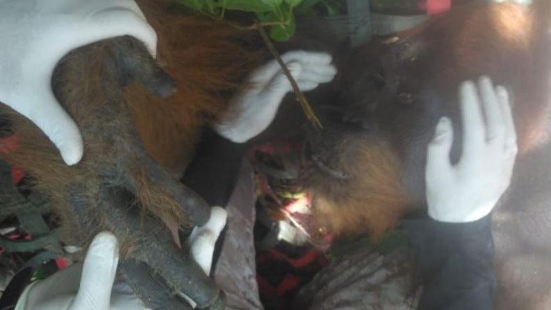 BBKSDA Sumut Lepasliarkan Orangutan ke Hutan Lindung di Tapanuli Tengah