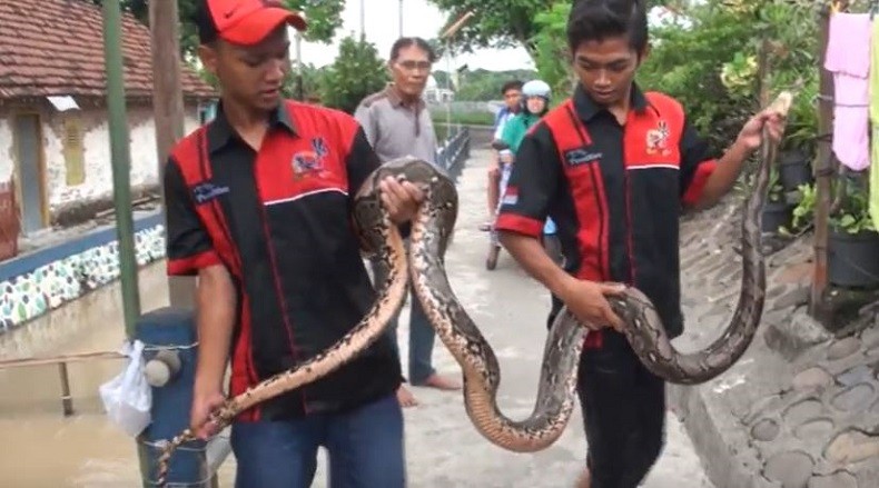Ular Sanca Ditangkap 3 Pemuda Penjaga Kolam di Mojokerto karena Kerap Memangsa Ikan
