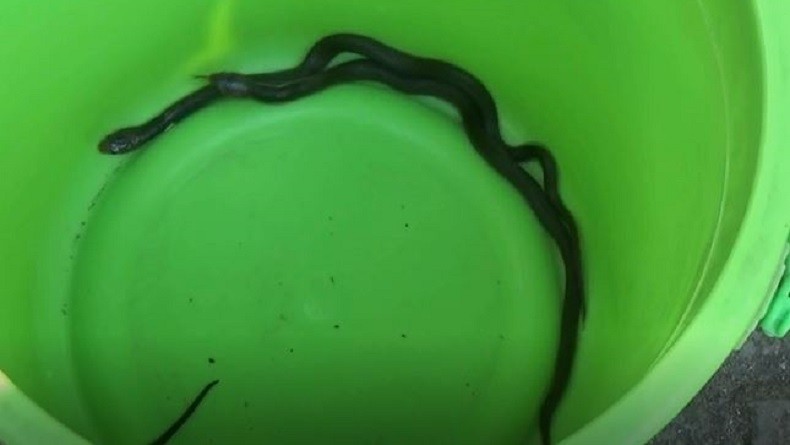 Anak Ular Ditemukan di Garasi Rumah Warga di Tuban, Warga Buru Induk Kobra