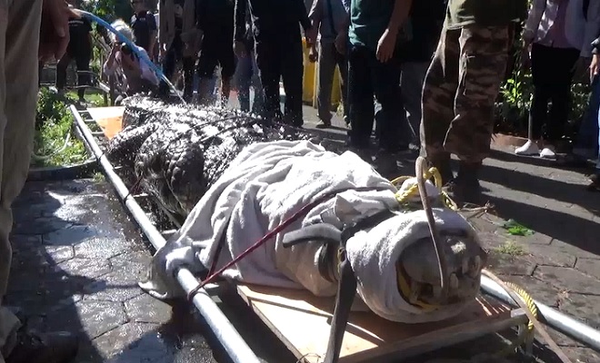 BKSDA Bali Pindahkan 4 Buaya Muara Seberat 300 Kg ke Taman Nasional Way Kambas