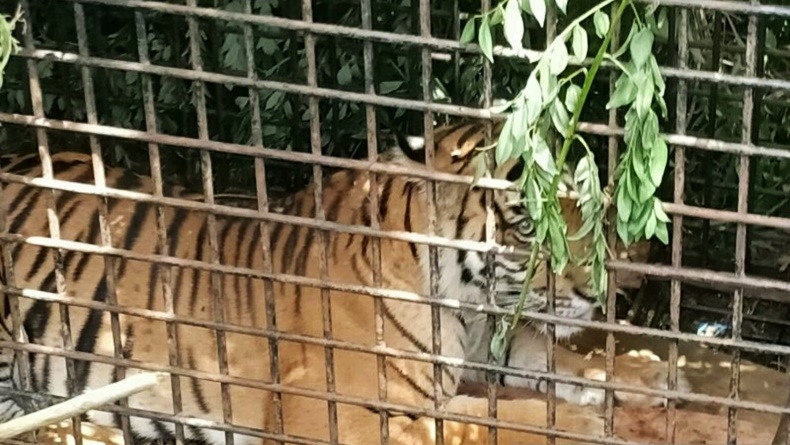 Harimau yang Tertangkap di Muara Enim Dievakuasi ke Pusat Konservasi Lampung