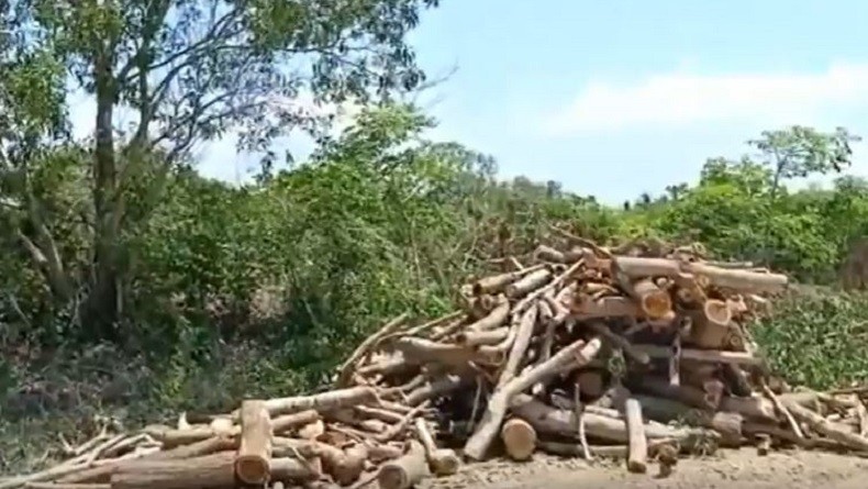 Pohon Akasia yang Ditanam Puluhan Tahun Lalu untuk Penghijauan, Dijarah Maling