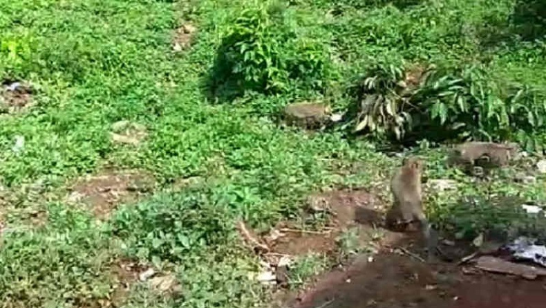 Warga Suku Badui Bantu Amankan Ratusan Monyet yang Serbu Desa Cibeureum Kuningan