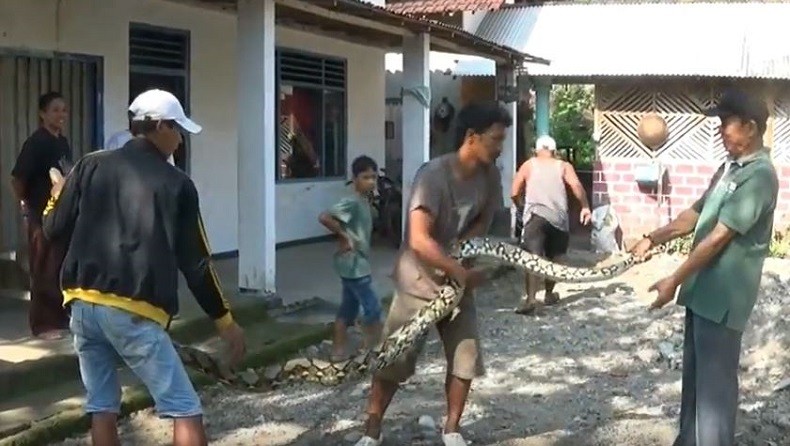 Ular Sanca 3 Meter Ditangkap Warga di Blitar usai Ketahuan Makan Seekor Ayam