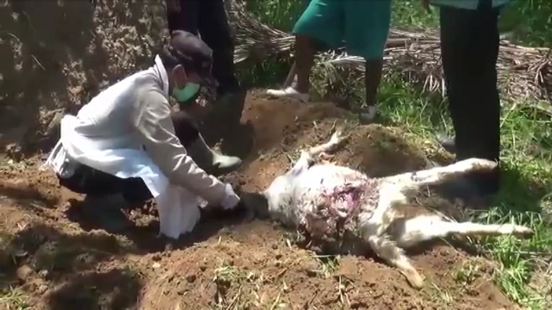  Ada Luka di Leher dan Perut, Belasan Kambing di Gunungkidul Mati Misterius