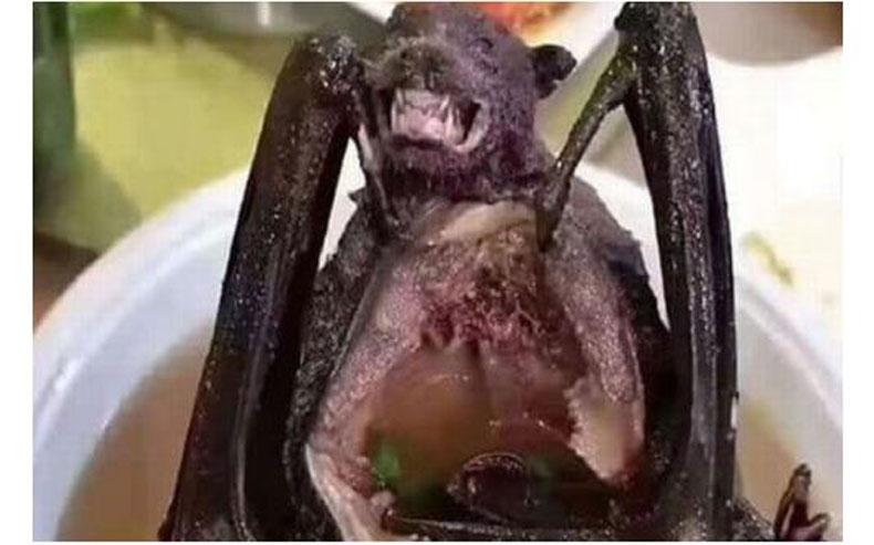 Virus Corona Diduga Berasal dari Kelelawar, Warga Manado Tetap Doyan Santap Paniki