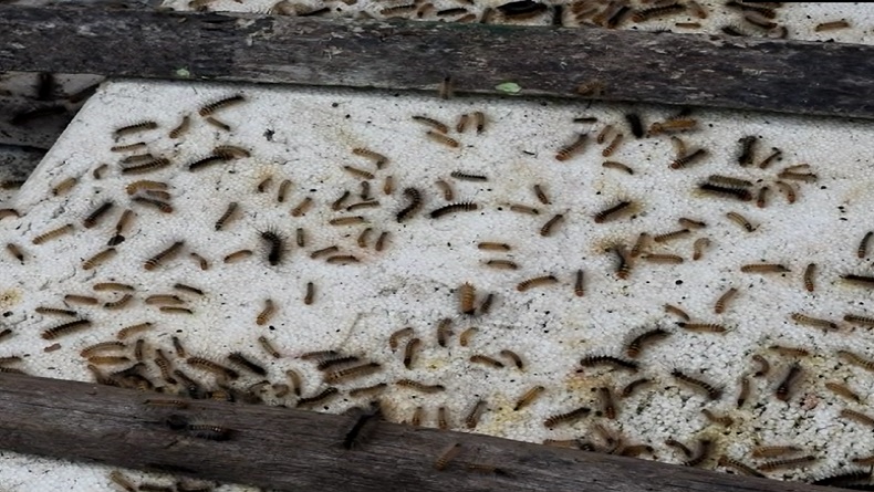 Teror Warga Kudus, Ribuan Ulat Bulu Penuhi Atap Rumah hingga Antena TV