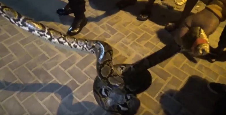 Ular Piton 3,5 Meter Berkeliaran di Pantai Sanur Resahkan Warga