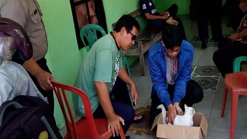 Puluhan Kucing Mati Mendadak, Warga di Karanganyar Panik
