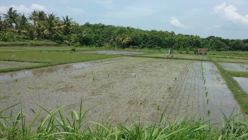 30 Hektare Tanaman Padi di Kulonprogo Mati akibat Serangan Keong