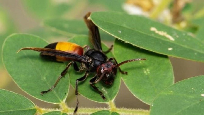 2 Warga Klaten Jadi Korban Tawon Vespa dan Dirawat Intensif di RS