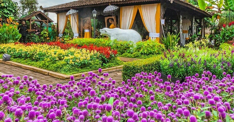 Kebun Begonia Lembang Taman Bunga Warna Warni Yang Instagramable