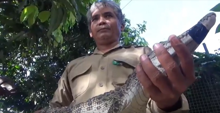 Buaya di Kawasan Sanur Bali Diduga Sengaja Dilepas Pemiliknya