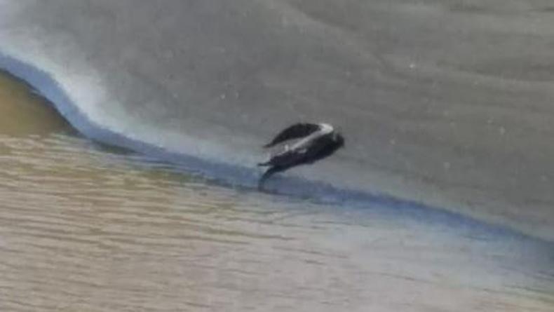 Geger Penampakan Buaya Berkeliaran Dekat Kawasan Wisata Sanur Bali