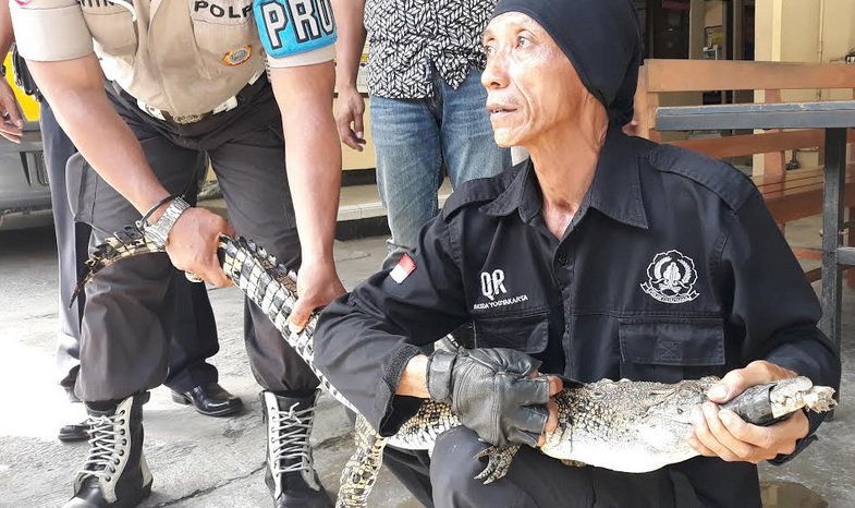 Buaya Muara Ditangkap di Sungai Progo Sleman dengan Mulut Dilakban