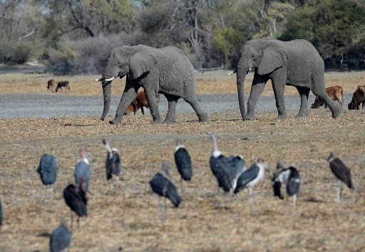 Demi Uang, Botswana Bakal Lelang Izin Berburu Gajah